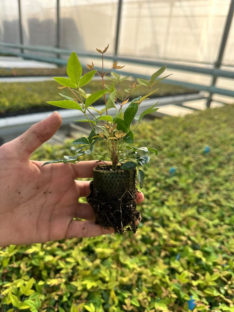 Nandina domestica — rooted tissue-culture liner, grown by HasBiotech in Antalya