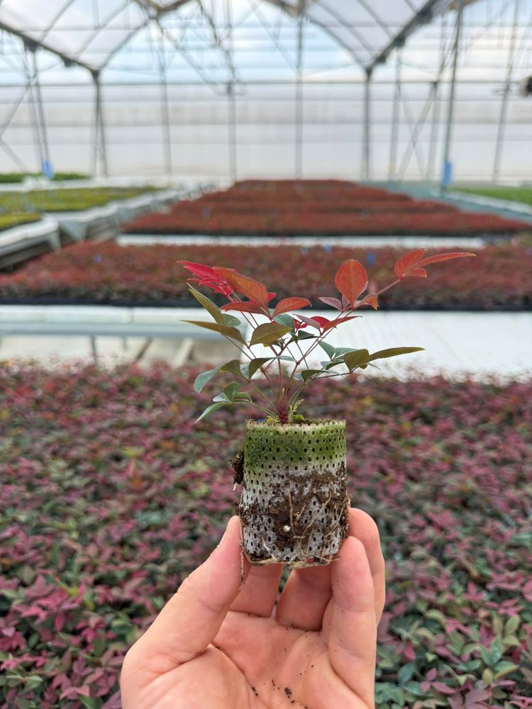 Nandina domestica 'Fire Power' — rooted tissue-culture liner, grown by HasBiotech in Antalya