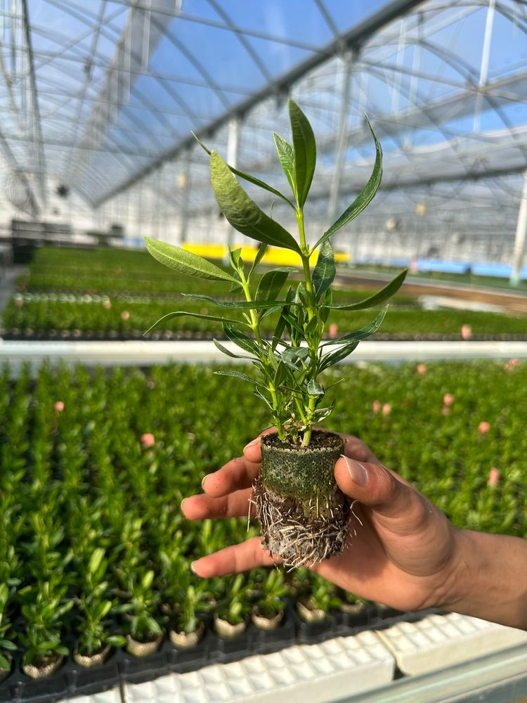 Nerium oleander — rooted liner, grown by HasBiotech in Antalya
