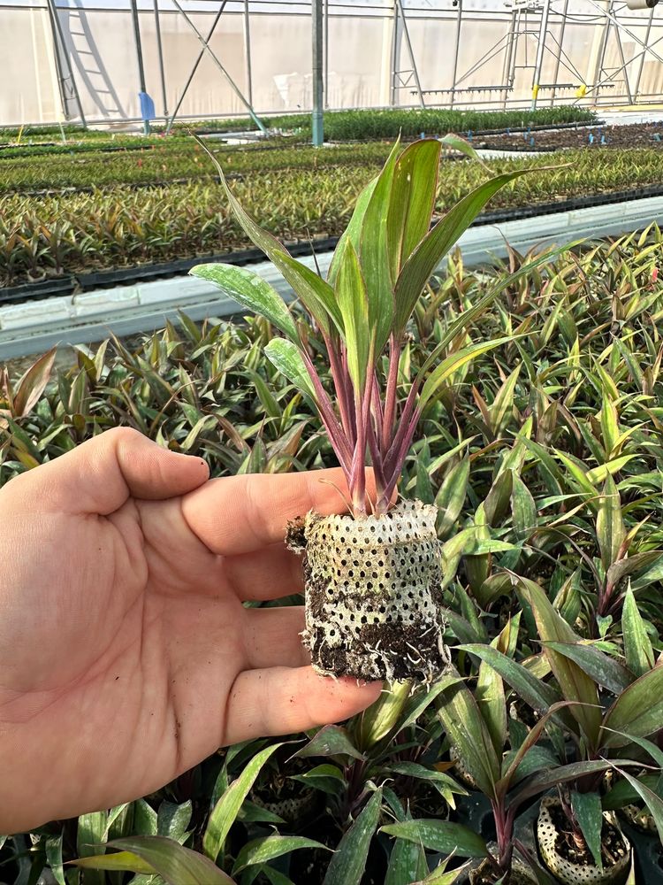 Tradescantia spathacea (Rhoeo) — rooted tissue-culture liner, grown by HasBiotech in Antalya