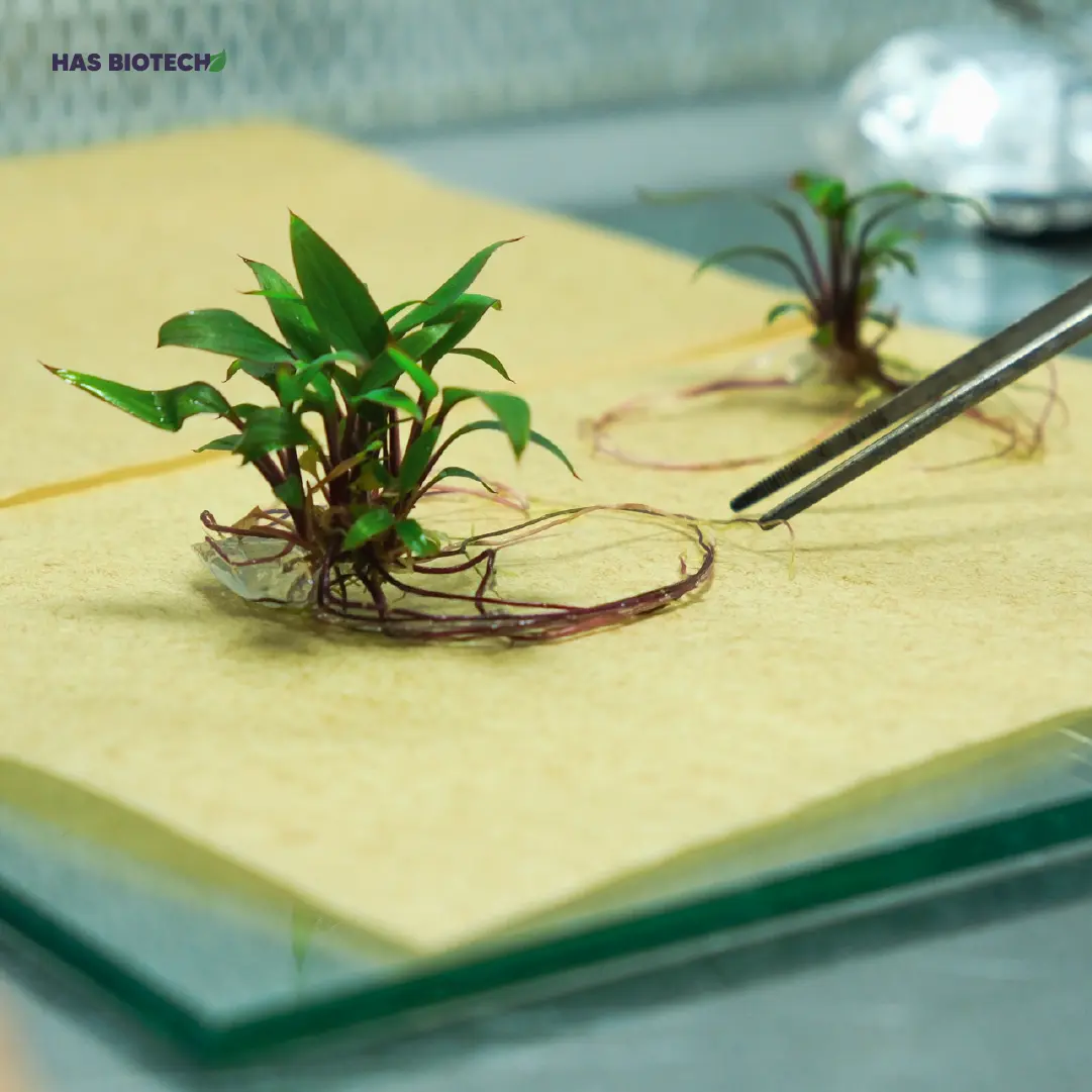 Cordyline tissue-culture plant — HasBiotech, Antalya